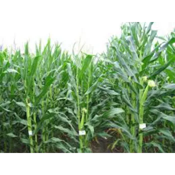 Natural Hybrid Plant